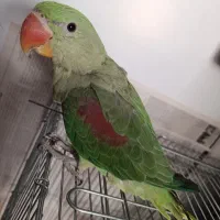 شاه طوطی 7ماهه دستی|پرنده|شیراز, چنچنه|دیوار