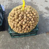 فروش گردو درجه 1