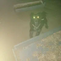 سگ گمشده در صورت اطلاع مژدگانی عالی دریافت کنید