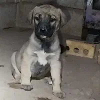 واگذاری‌توله سگ‌سرابی ماده