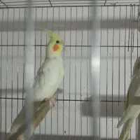 طوطی لوتینو عروس نیم دستی|پرنده|اقبالیه, |دیوار