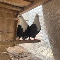 کربلایی رنگی طوقی مینودشت سرور