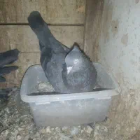 کفتر