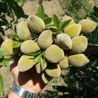 فروش نهال لیبل دار با بهترین کیفیت|خدمات باغبانی و درختکاری|میاندوآب, |دیوار