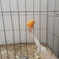 ماده قناری سرخ|پرنده|زرند, |دیوار