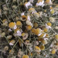 870 گرم گل بابونه