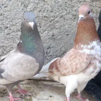 کبوتر‌دوجفت‌گرگی‌‌سرخ‌و‌خاکی‌و‌و‌کله‌‌سرخ‌دمسبز‌