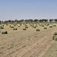یونجه خشک خشک درجه یک