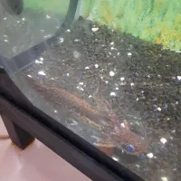 آکواریوم ۱۲۰ با پایه|ماهیگیری|مشهد, الهیه|دیوار