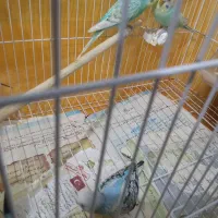 فروش یه جفت مرغ عشق با جوجه