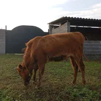 لیشه دستور پابلند یک ماه تخم خورده|حیوانات مزرعه|فومن, |دیوار