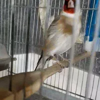 سهره سه ساله کلکسیونی