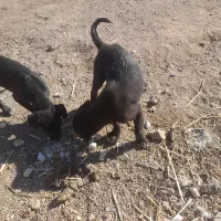 واگذاری توله سگ پیتبول|سگ|ساوه, |دیوار