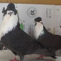 کرباتی سیاه نروماده زیبا
