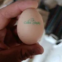 تخم مرغ محلی تازه