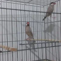 یک جفت نرگسی شکلاتی مولد|پرنده|پاکدشت, شهرک امام رضا|دیوار