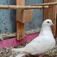 کبوتر|پرنده|رشت, بیجارپس|دیوار