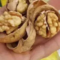 گ ر د و محلی