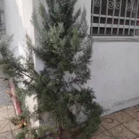 درخت طبیعی برای کریسمس