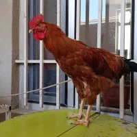 مرغ خروس جوان