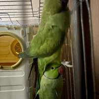 ی جفت ملنگو