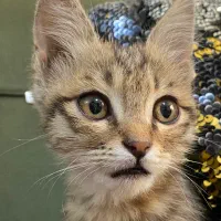 واگذاری بچه گربه|گربه|کرج, عظیمیه|دیوار