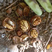 گردو|خوردنی و آشامیدنی|سروآباد, |دیوار