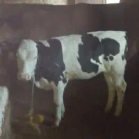گوساله سیمینتال ماده