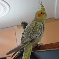 جوجه عروس.نروماده.۳ماهه فول رام و دستی.|پرنده|لاهیجان, لیالستان|دیوار