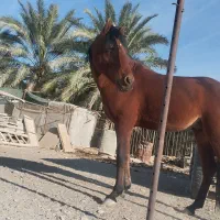 اسب نر مسابقه|اسب و تجهیزات اسبسواری|سراوان, |دیوار