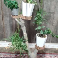 استند طبیعی درختچه