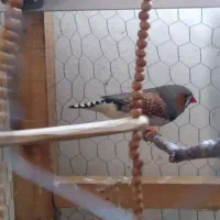 فنچ کینگ|پرنده|لنگرود, |دیوار