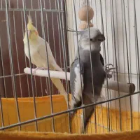 عروس هلندی مولد|پرنده|وحیدیه, |دیوار