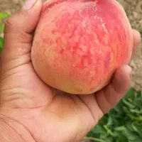 فروش انواع نهال درخت  با ضمانت ارسال به تمام کشور