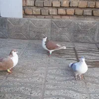 سه عدد رنگه ساده سرخ نر و ساده زرد نر بشرط|پرنده|تربتحیدریه, مسجد جامع|دیوار