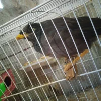 مرغ مینا|پرنده|نرماشیر, |دیوار