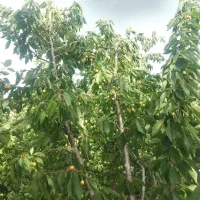 باغچه ۴ دیوار + چشم انداز خوشنام/تهاتر