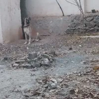 واگذاری سراب پژدر|سگ|کرج, گلشهر|دیوار