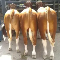 انواع گوساله های ۸۰تا۴۰۰ کیلو