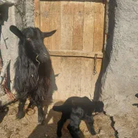 بزشیری|حیوانات مزرعه|مراغه, |دیوار