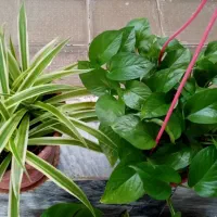 گل آپارتمانی|گل و گیاه طبیعی|کرمانشاه, |دیوار