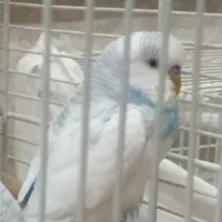 مرغ عشق نر بسیار زیبا و جوان