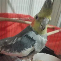 عروس هلندی مولد|پرنده|داران, |دیوار