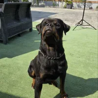 روت با اصالت