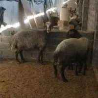 گسفند داشتی عالی|حیوانات مزرعه|قائمشهر, |دیوار