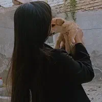 سگ پاکوتاه نژاددار