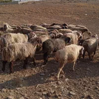 ۴۲ راس میش ترکی بختیاری آبستن