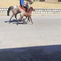 مادیان کرد با کره|اسب و تجهیزات اسبسواری|خمین, |دیوار