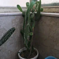 گل گلدان کاکتوس|گل و گیاه طبیعی|کرمانشاه, |دیوار