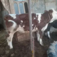 فروش تلیسه سیمینتال قرمز شرابی